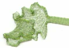 Wire Mesh Cord Chartreuse 6mm x 1 Metre 